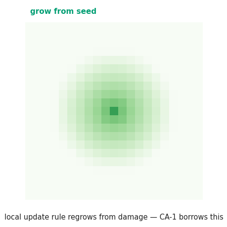 Neural cellular automata regrowing a pattern from damage.